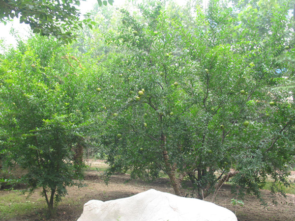 太極搪玻璃設(shè)備公司